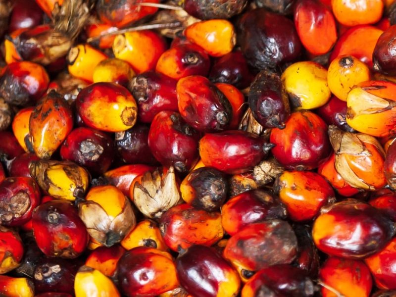 Biomassa de cultius energètics